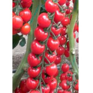 Марголь F1 - томат індетермінатний, 100 насіння, Yuksel Seed (Юксел Сід) Туреччина фото, цiна